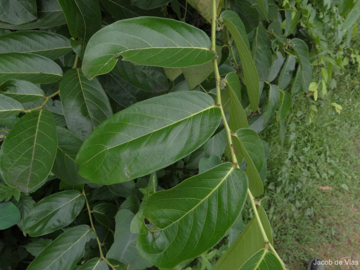 Glochidion zeylanicum var. tomentosum (Dalzell) Trimen